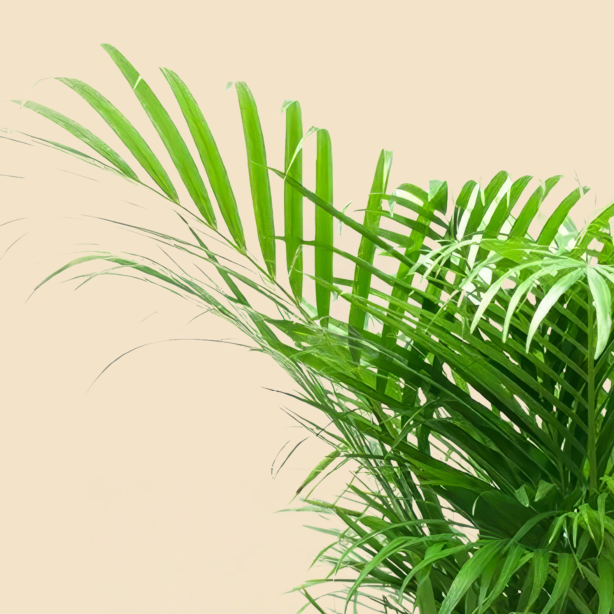 Areka Palmiyesi Areca Dypsis Lutescens 140-160cm