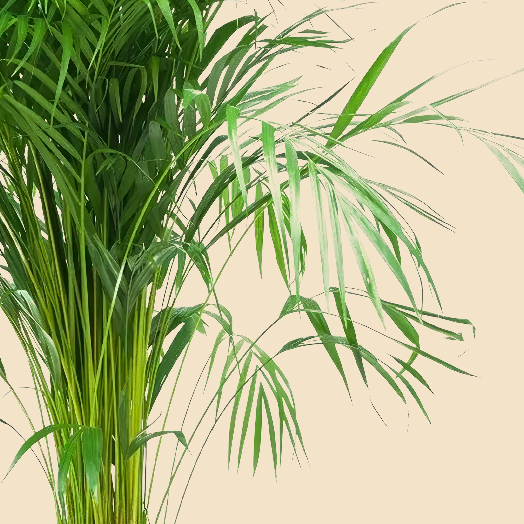 Areka Palmiyesi Areca Dypsis Lutescens 140-160cm