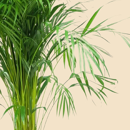Areka Palmiyesi (Areca Dypsis Lutescens)180-200 cm