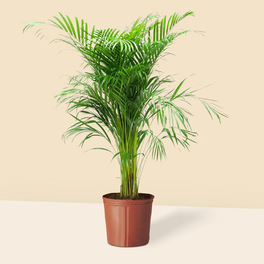 Areka Palmiyesi (Areca Dypsis Lutescens)180-200 cm