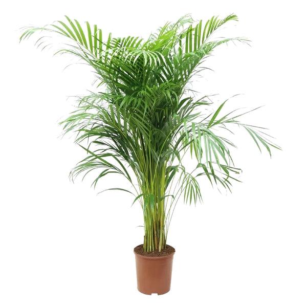 İthal Areca Palmiyesi 140-150 cm | Dolgun Formlu Dekoratif Palmiye