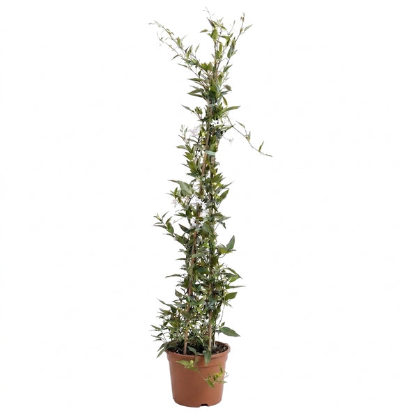 Yasemin Çiçeği Jasmin Estrella 100-120 cm | Kokulu Sarmaşık Yasemin | Canlı Bahçe ve Balkon Bitkisi