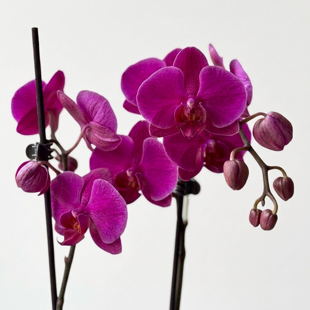 Mavi Fuşya Orkide Dallı İthal | Phalaenopsis Orkide