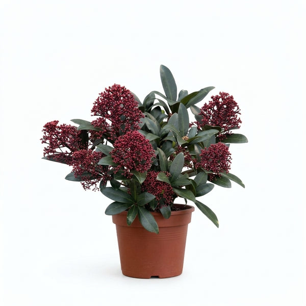 Skimmia Japonica Bitkisi