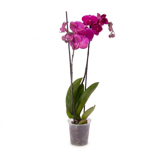 Mavi Fuşya Orkide Dallı İthal | Phalaenopsis Orkide