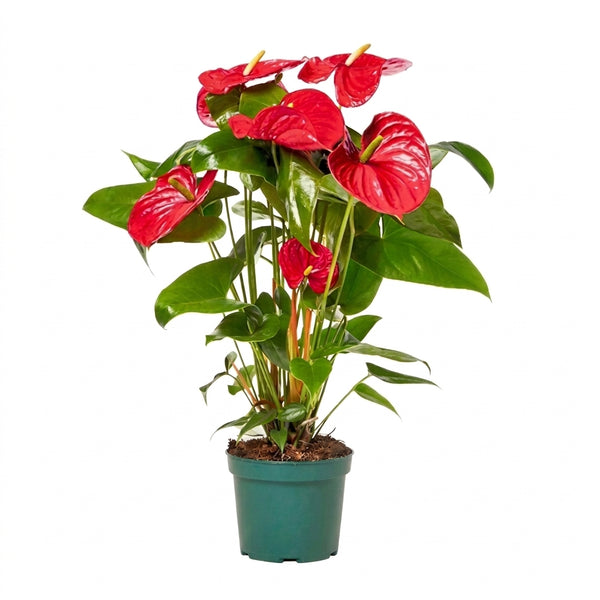 Anthurium Antoryum Büyük Boy Çiçekli İç Mekan Bitkisi