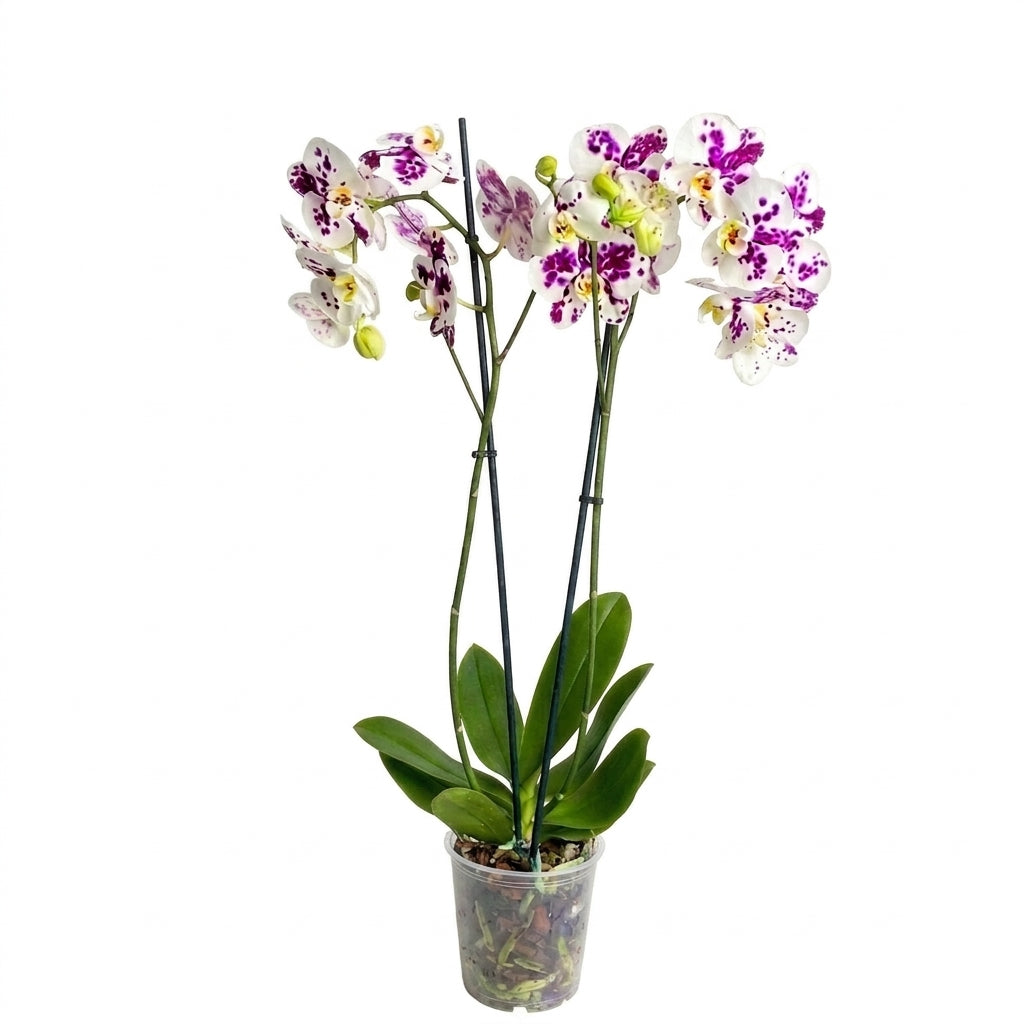 Alacalı Orkide Çift Dallı İthal | Phalaenopsis Orkide Saksılı