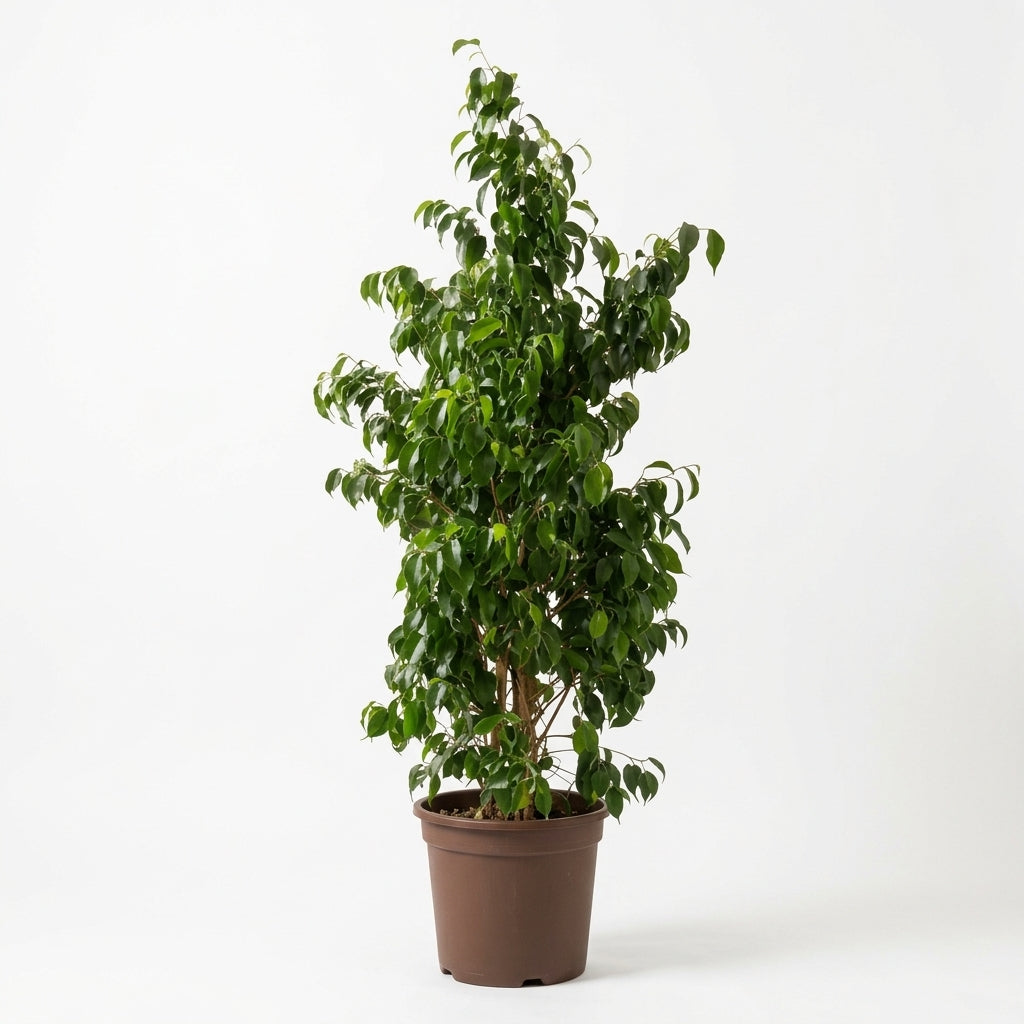 Ficus Benjamin Danielle 150-160 cm Koyu Yeşil Benjamin | Büyük Boy Gösterişli Salon Bitkisi