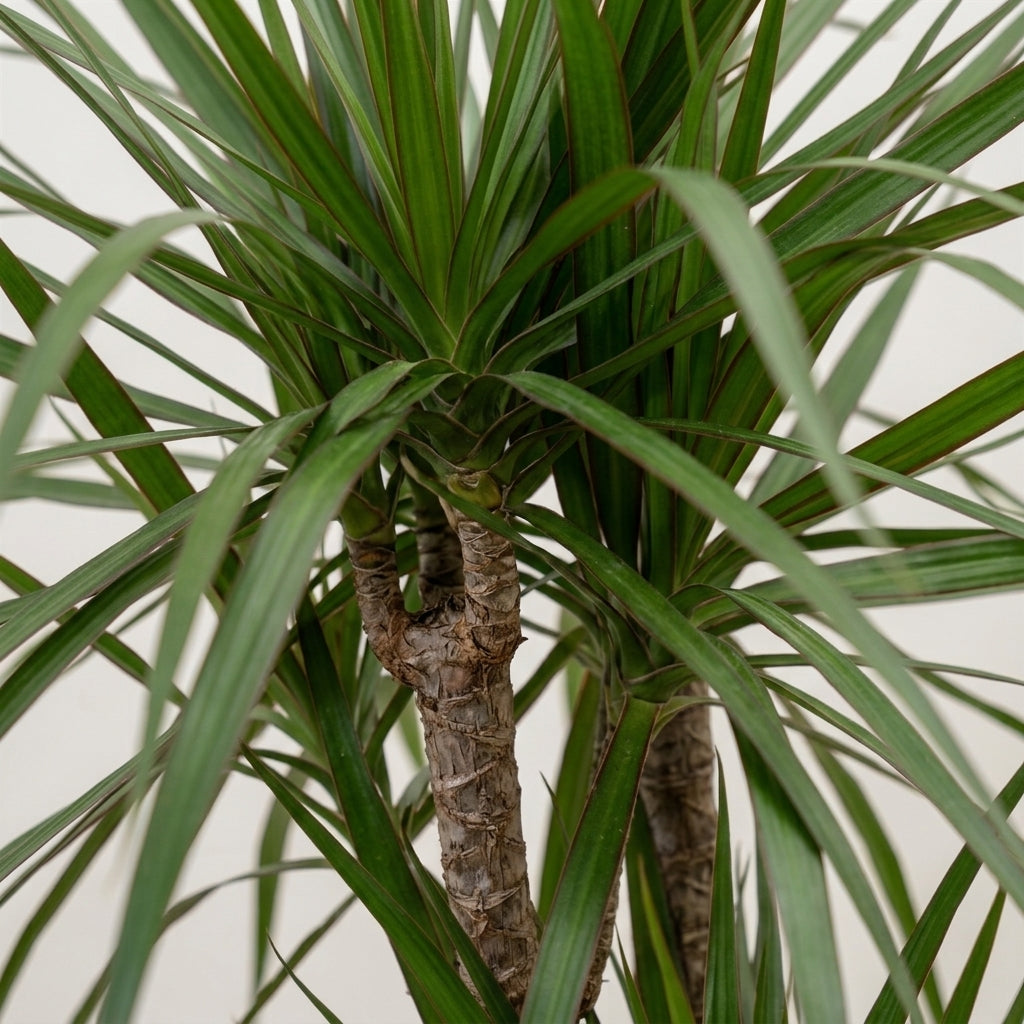 Dracaena Marginata Üç Kollu Ejder Ağacı Büyük Boy