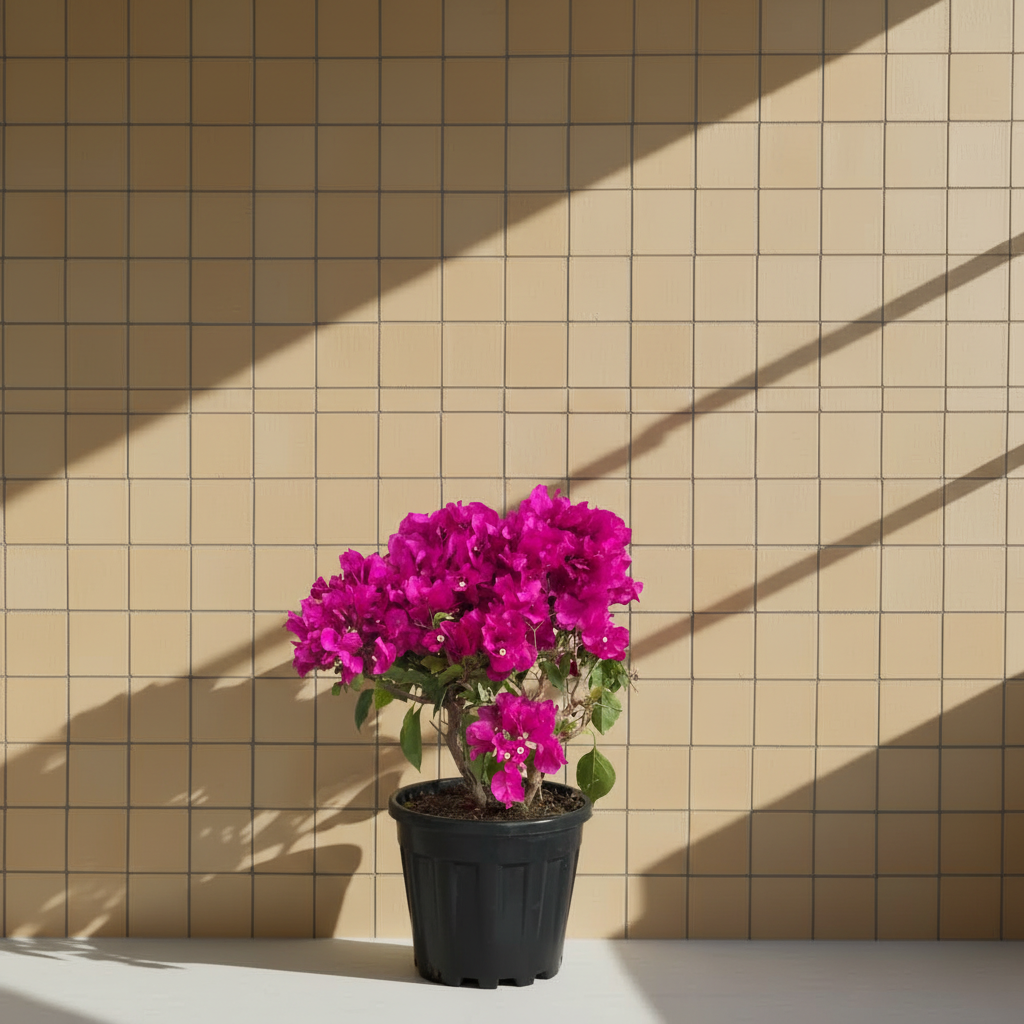 Bodur Begonvil XL Satın Al | Büyük Boy Dolgun Form Çiçekli Begonvil