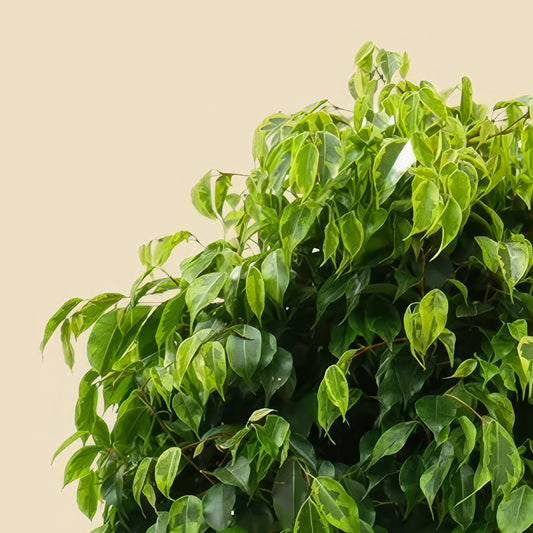 Benjamin Ağacı Ağlayan İncir Ağacı (Ficus Benjamin Anastasia) 130 140 cm