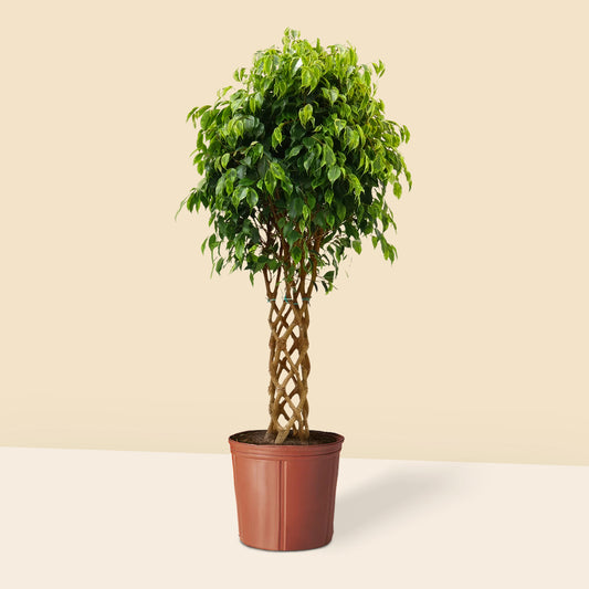 Benjamin Ağacı Ağlayan İncir Ağacı (Ficus Benjamin Anastasia) 130 140 cm