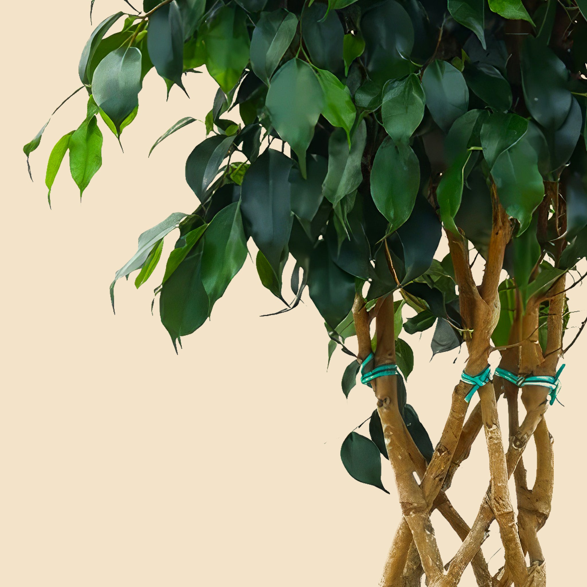 Benjamin Örgülü Kafes Ağlayan İncir Ağacı (Ficus Benjamin Danielle)