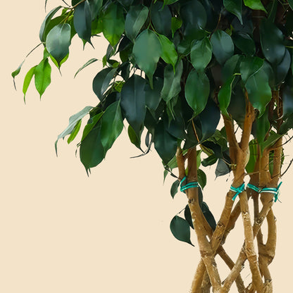 Benjamin ağacı Ağlayan İncir Ağacı (Ficus Benjamin Danielle) 130 140 cm