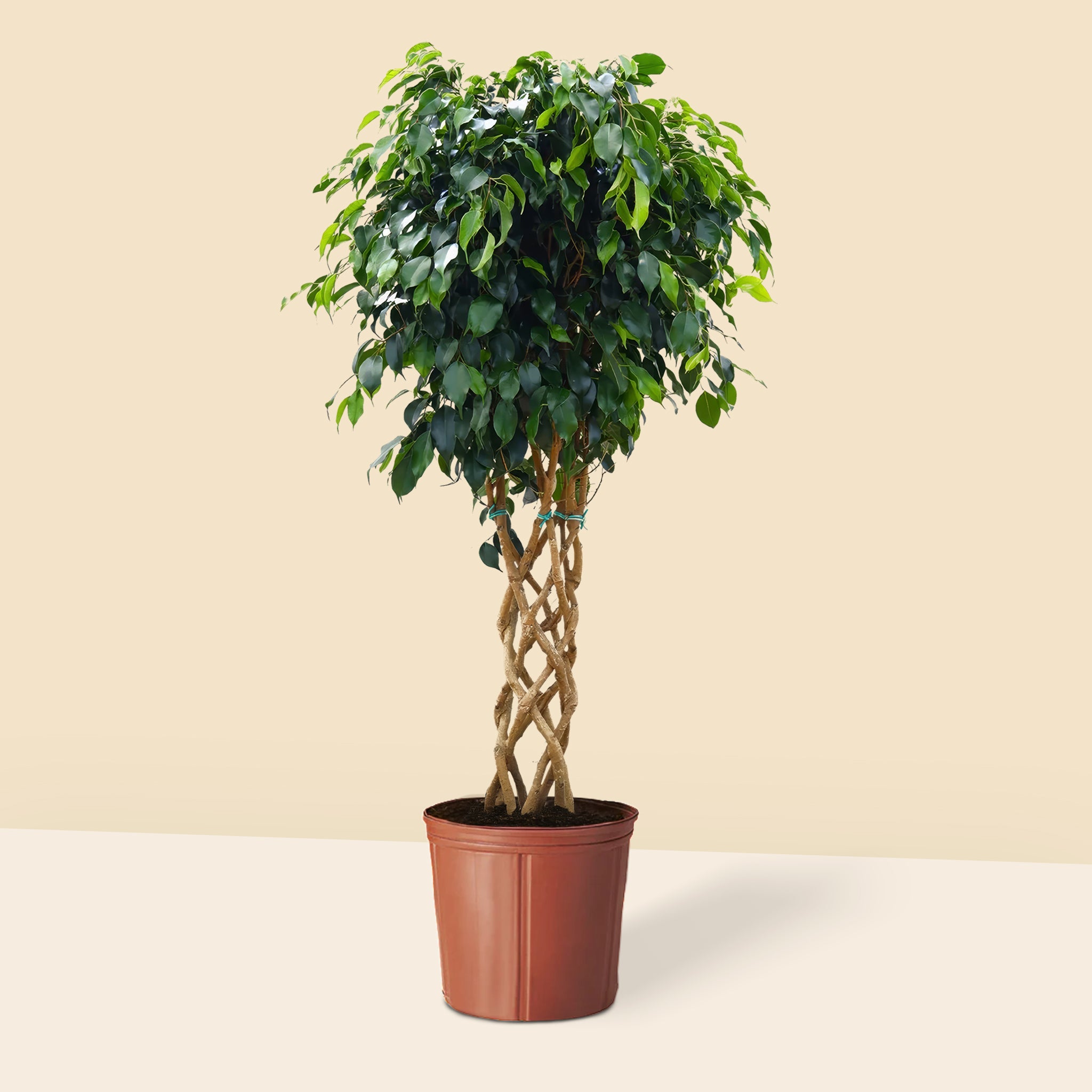 Benjamin Örgülü Kafes Ağlayan İncir Ağacı (Ficus Benjamin Danielle)