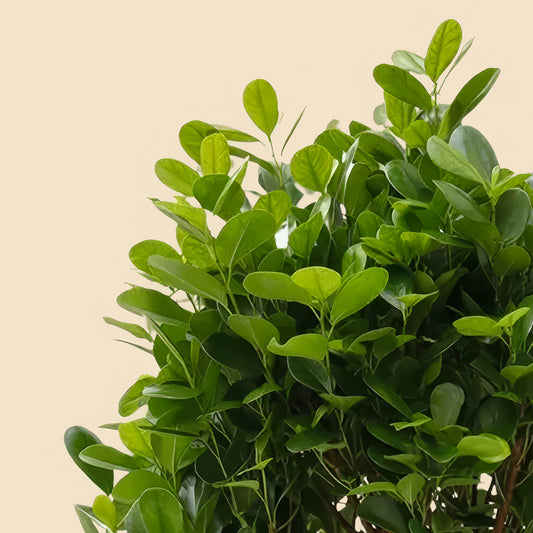 Benjamin ağacı Ağlayan İncir Ağacı -Ficus Benjamin Microcarpa 140 150 cm