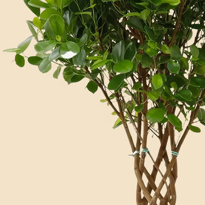 Benjamin ağacı Ağlayan İncir Ağacı -Ficus Benjamin Microcarpa 140 150 cm