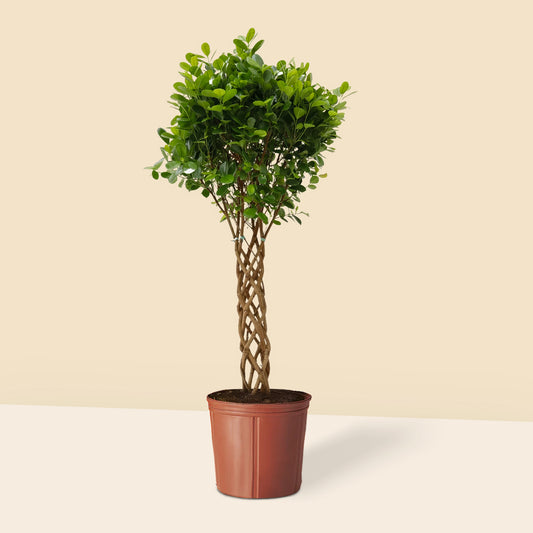Benjamin ağacı Ağlayan İncir Ağacı -Ficus Benjamin Microcarpa 140 150 cm