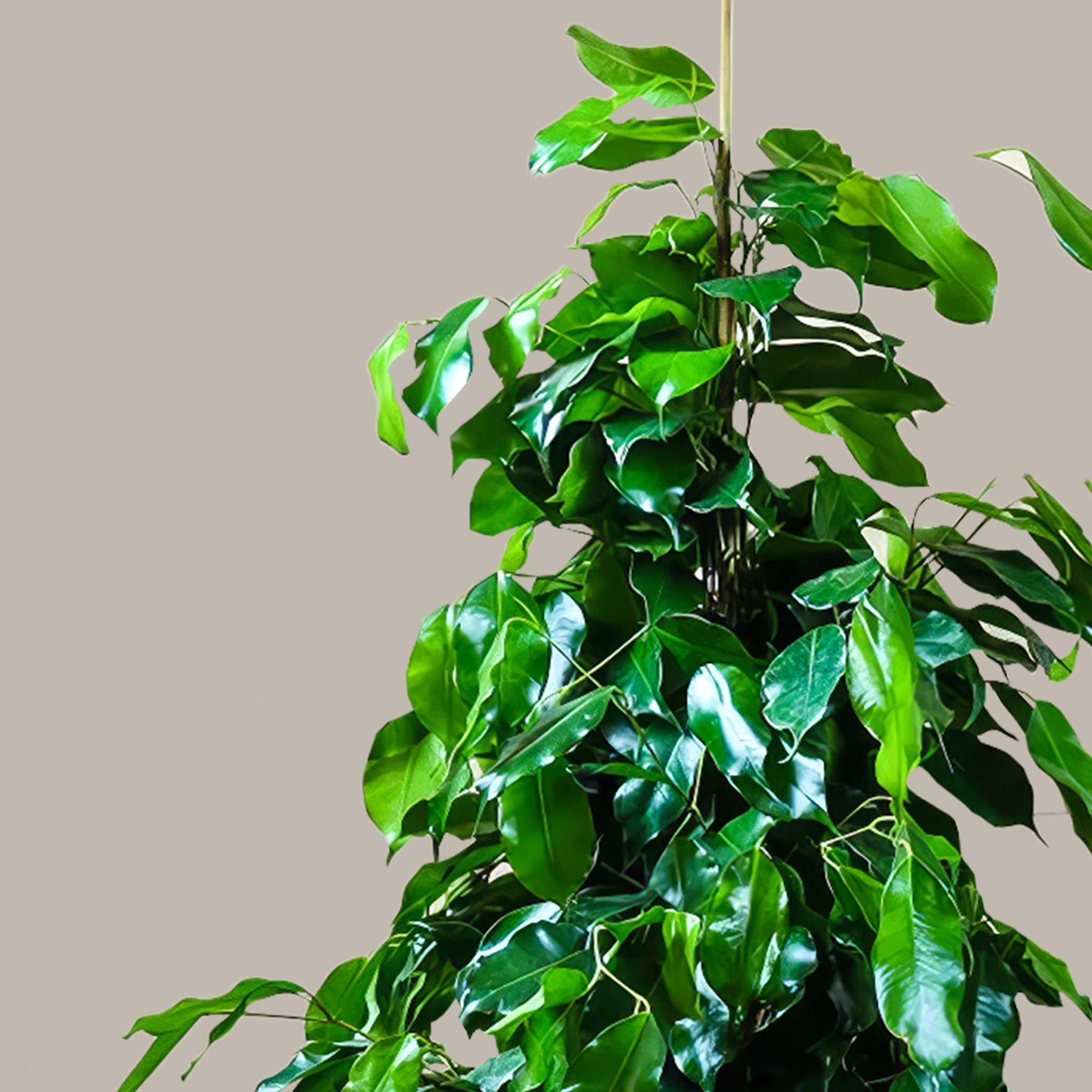 Benjamin Ağacı XL Ficus Benjamin Danielle