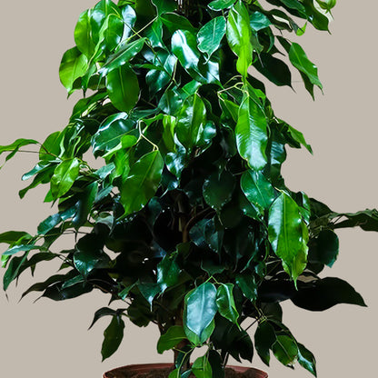 Benjamin Ağacı XL (Ficus Benjamin Danielle)