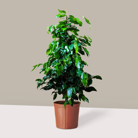 Benjamin Ağacı XL (Ficus Benjamin Danielle)