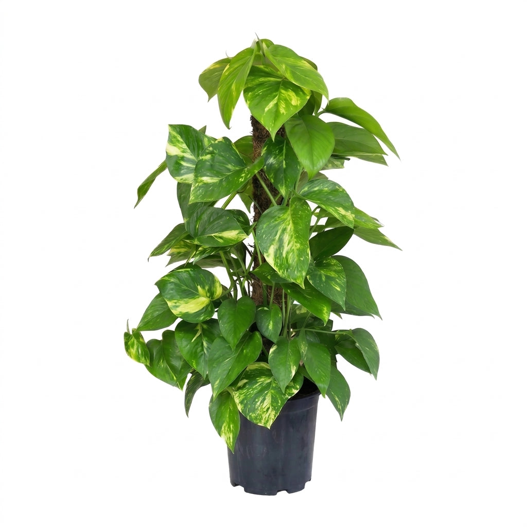 Büyük Boy Patos Salon Sarmaşığı - Canlı Golden Pothos