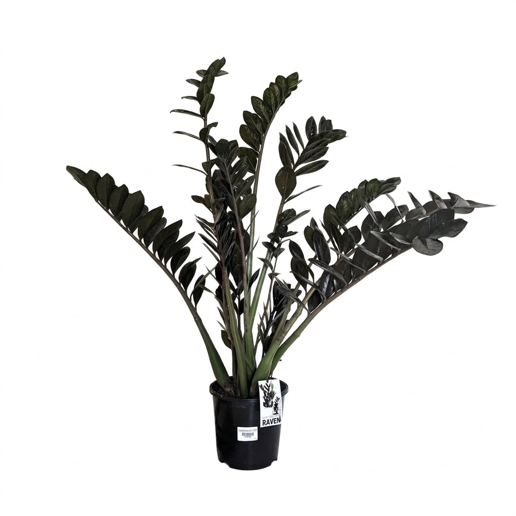 Siyah Zamia Zamioculcas Black Raven