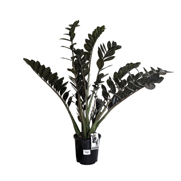Siyah Zamia Zamioculcas Black Raven