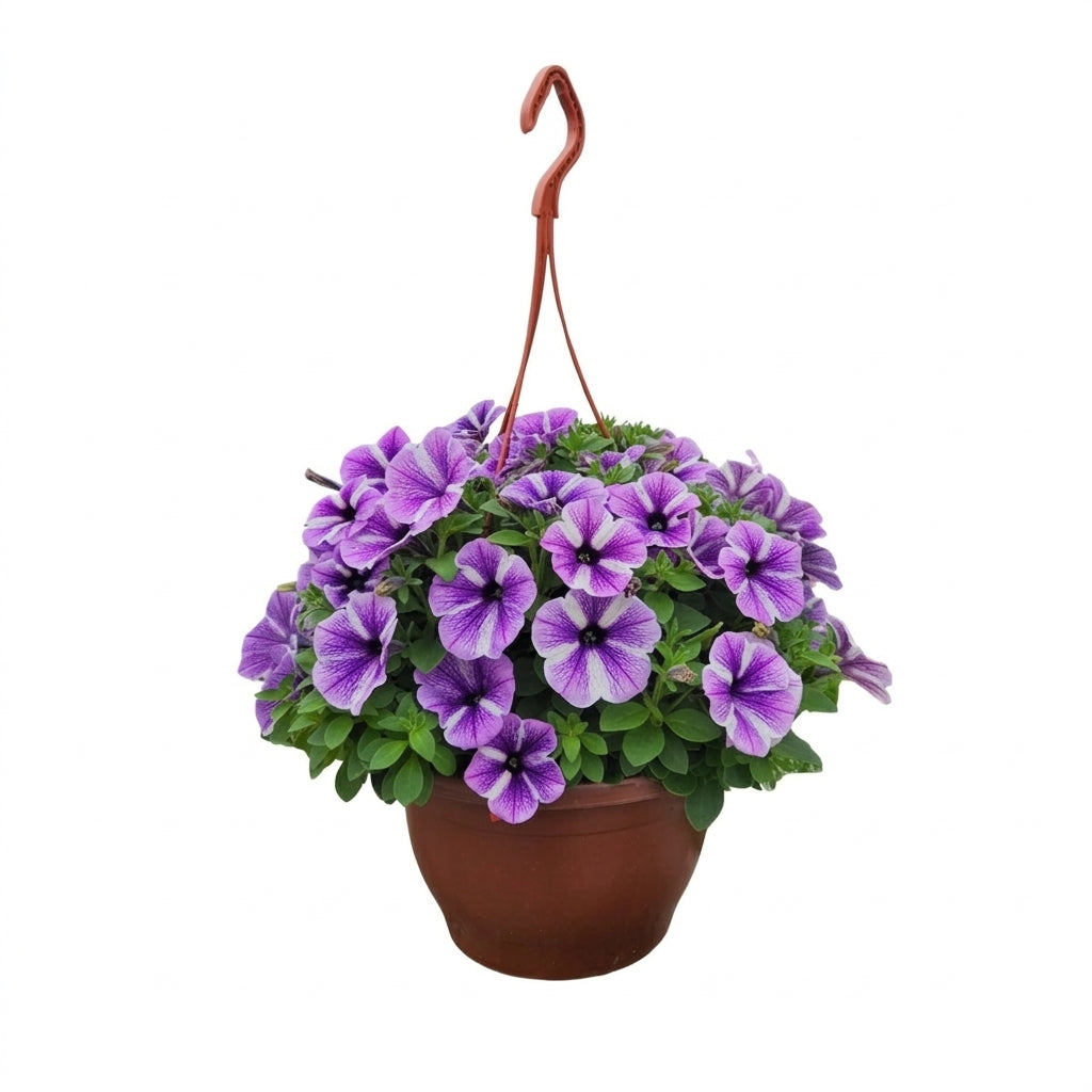 Askılı Petunya 24 cm Çap – Çiçekli Balkon ve Bahçe Bitkisi