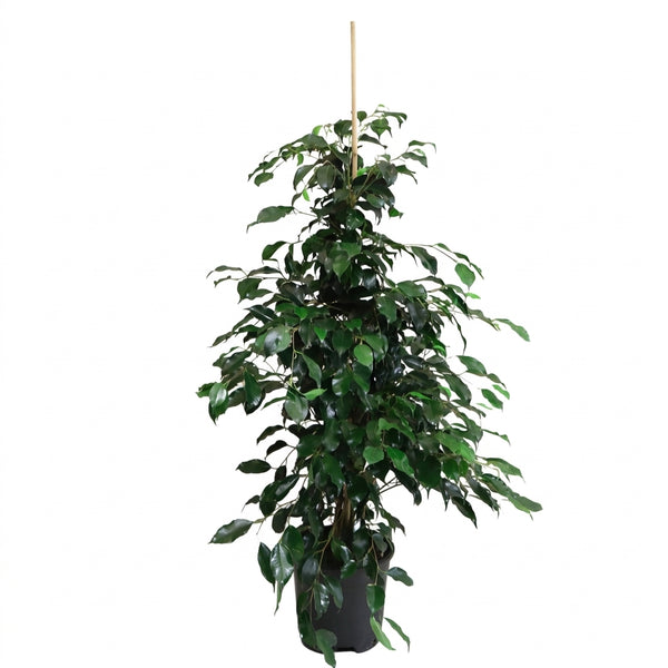 Benjamin Ağacı Ficus Benjamin Danielle 100-130 cm