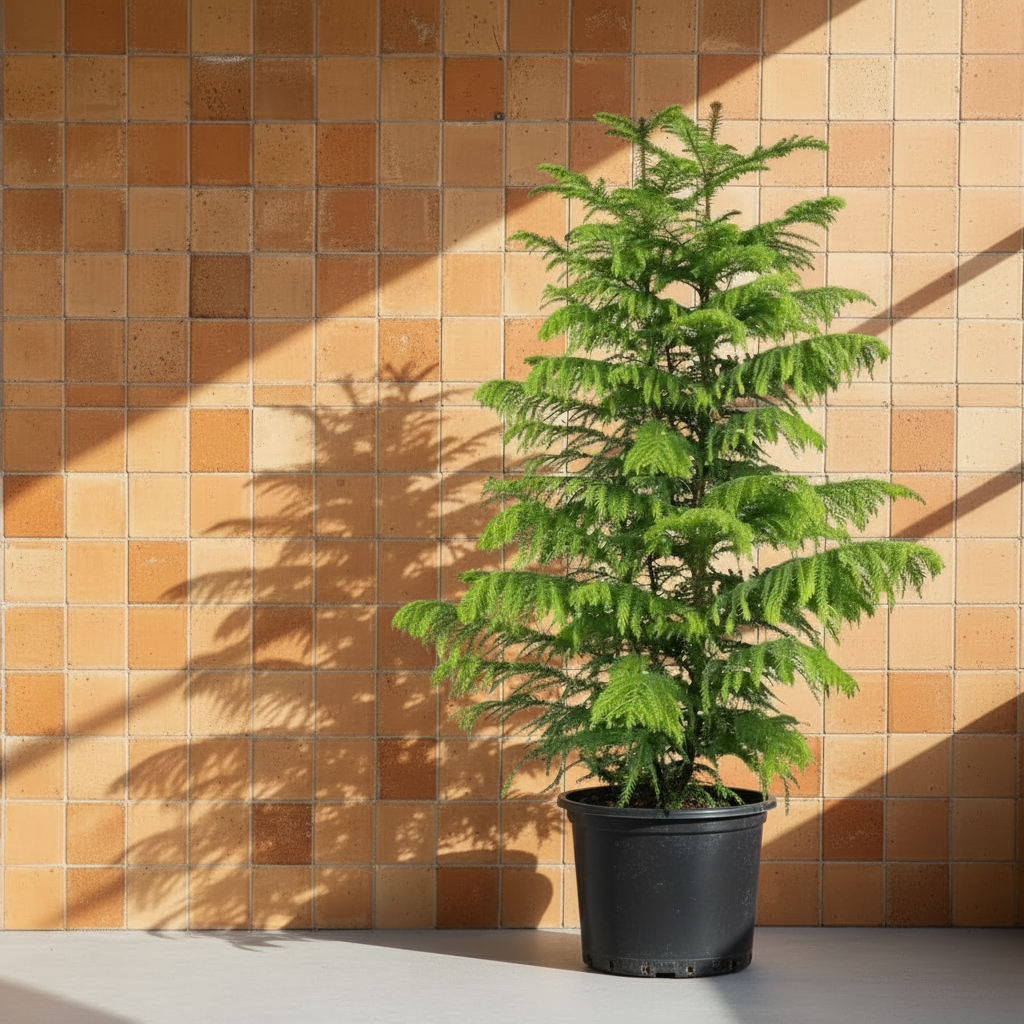 Salon Çamı Arokarya XXL Çok Köklü (Araucaria Heterophylla) | Büyük Boy Dekoratif Salon Bitkisi