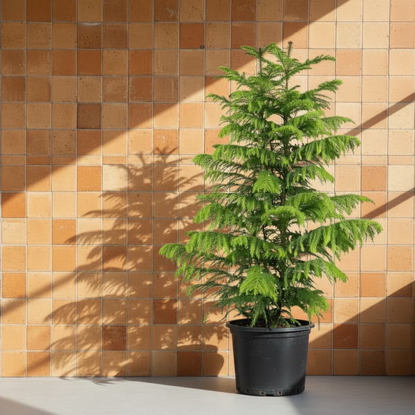 Salon Çamı Arokarya XXL Çok Köklü (Araucaria Heterophylla) | Büyük Boy Dekoratif Salon Bitkisi