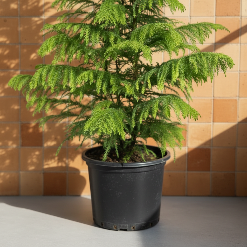 Salon Çamı Arokarya XXL Çok Köklü (Araucaria Heterophylla) | Büyük Boy Dekoratif Salon Bitkisi