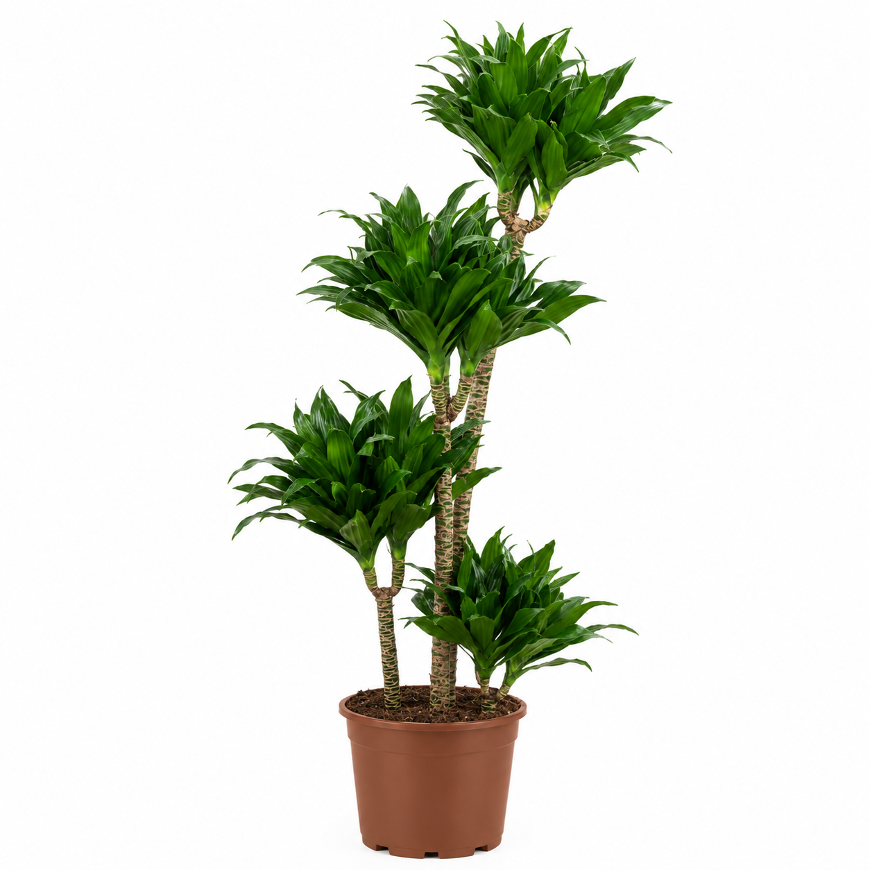 Dracaena Fragrans Compacta 4 Gövdeli Bitkisi