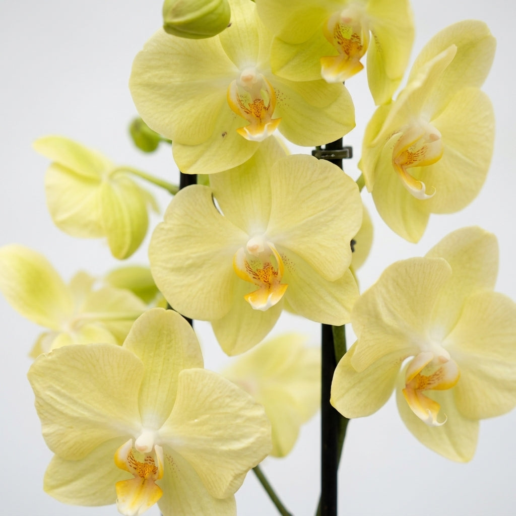 Sarı Orkide Çift Dallı İthal Canlı Phalaenopsis Salon Bitkisi
