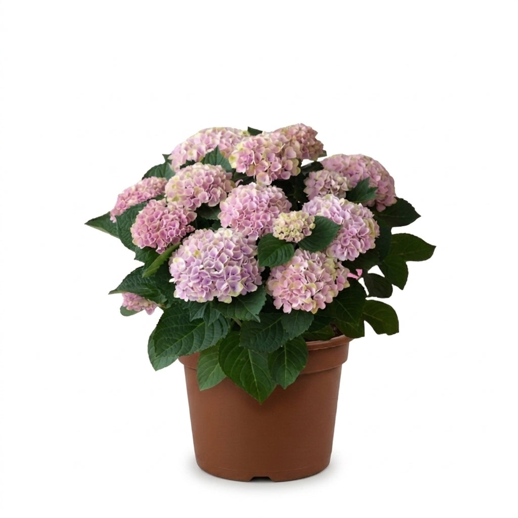 Pembe Ortanca Çiçeği Canlı Bitki | Hydrangea Macrophylla Saksılı Dekoratif Bahçe Balkon Bitkisi