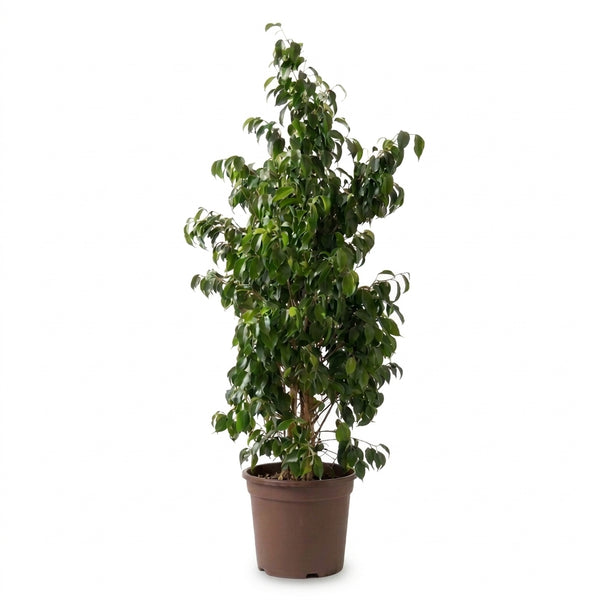 Ficus Benjamina Danielle Büyük Boy Salon Bitkisi
