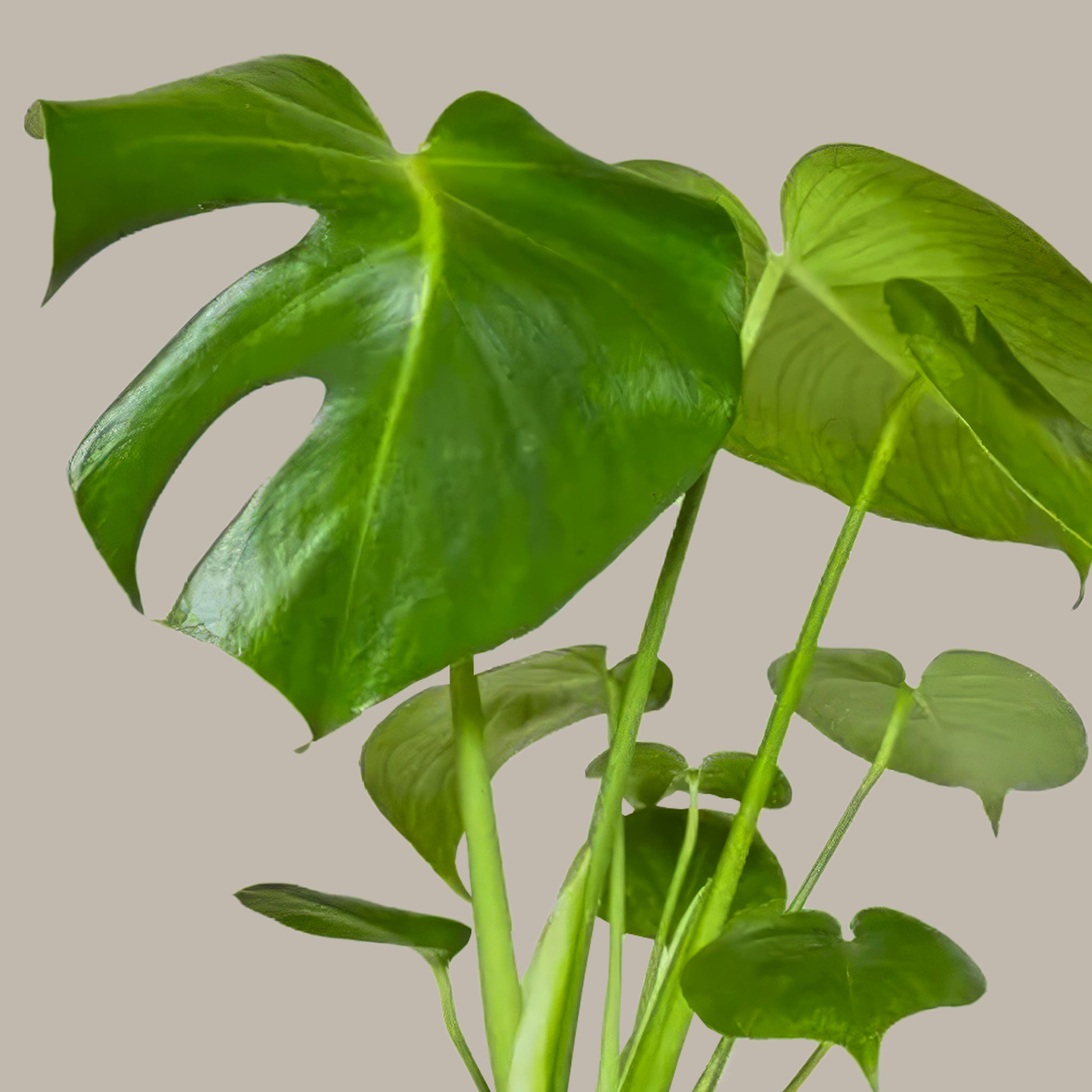 Deve Tabanı Çiçeği 50 60 cm Monstera Deliciosa