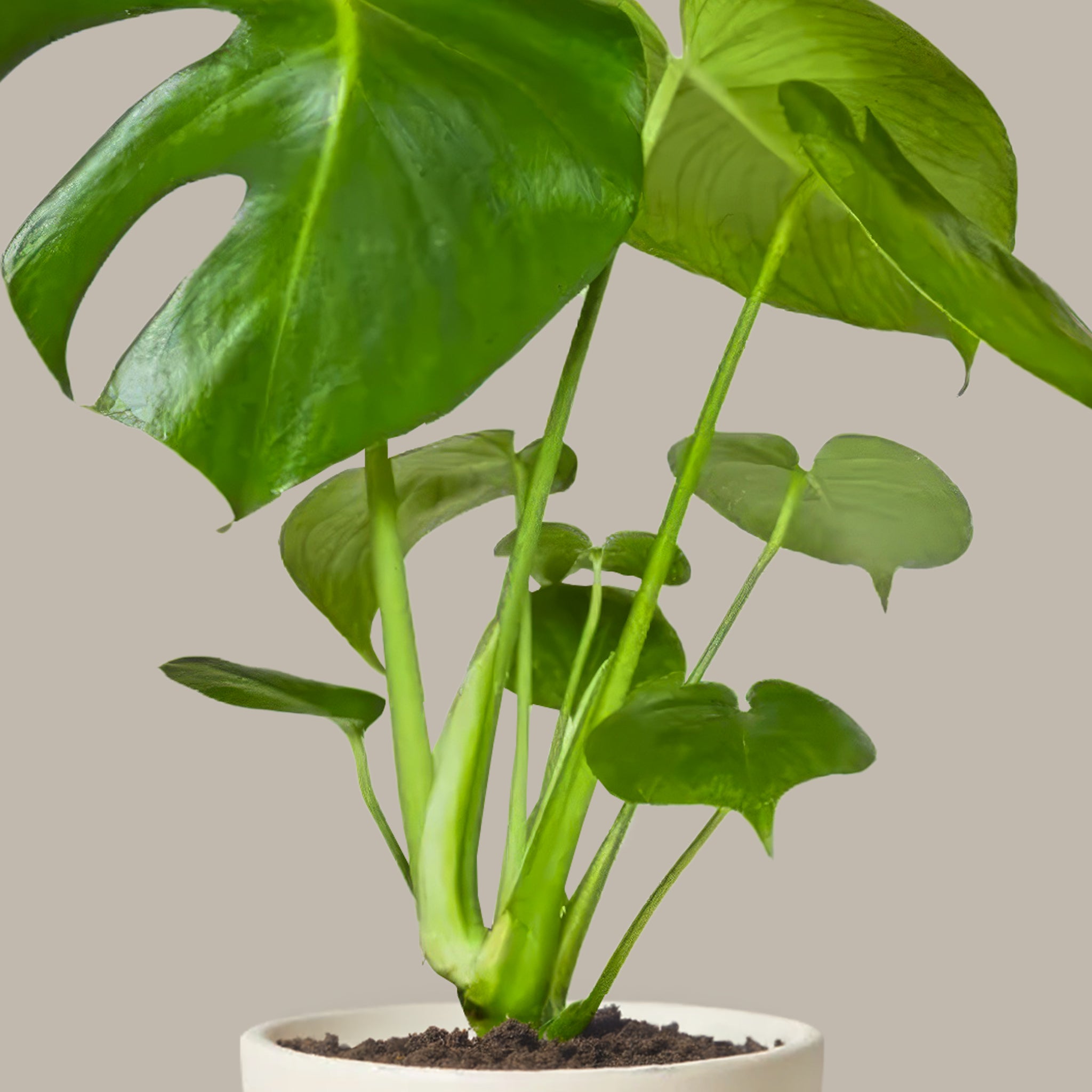 Deve Tabanı Çiçeği 50 60 cm Monstera Deliciosa
