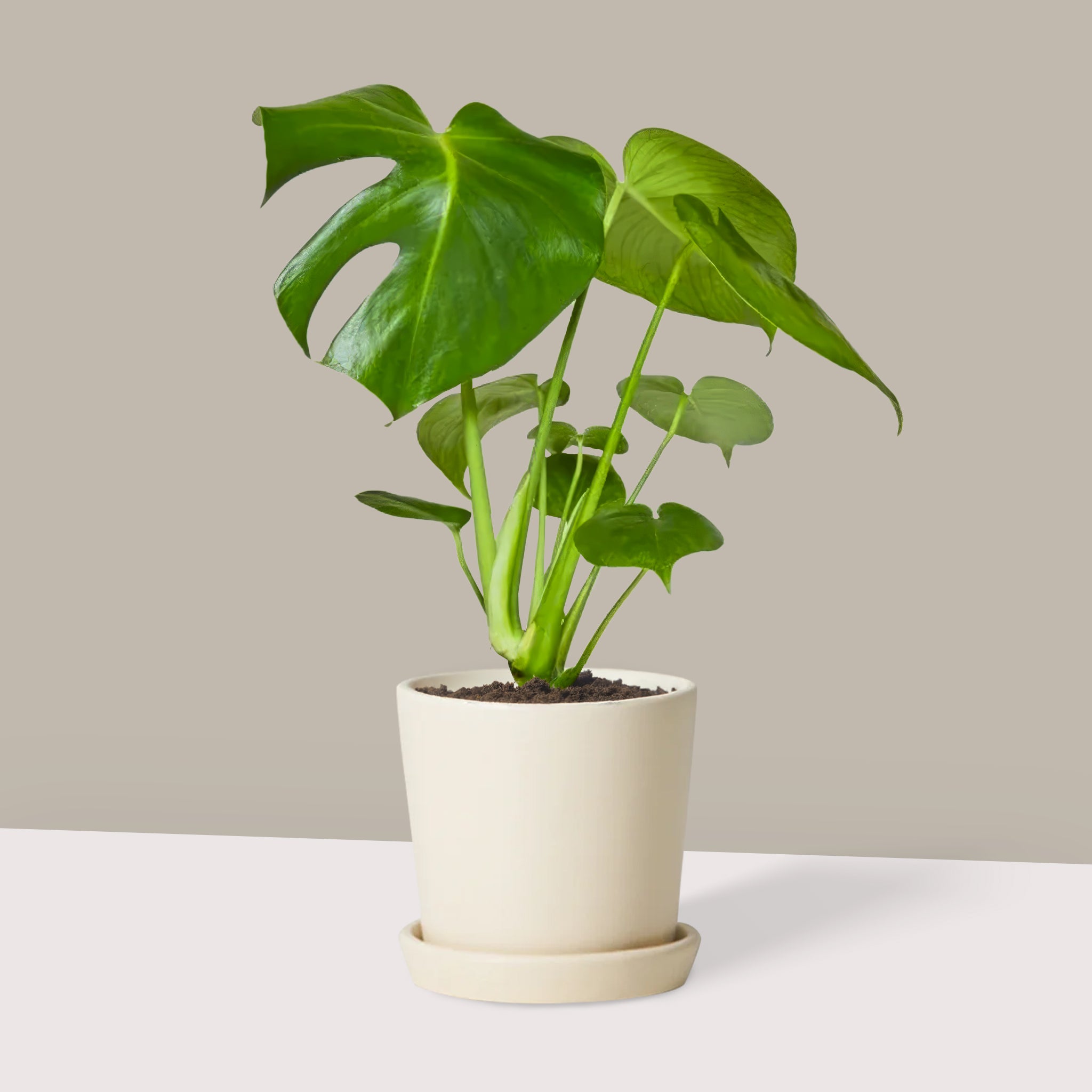 Deve Tabanı Çiçeği 50 60 cm Monstera Deliciosa