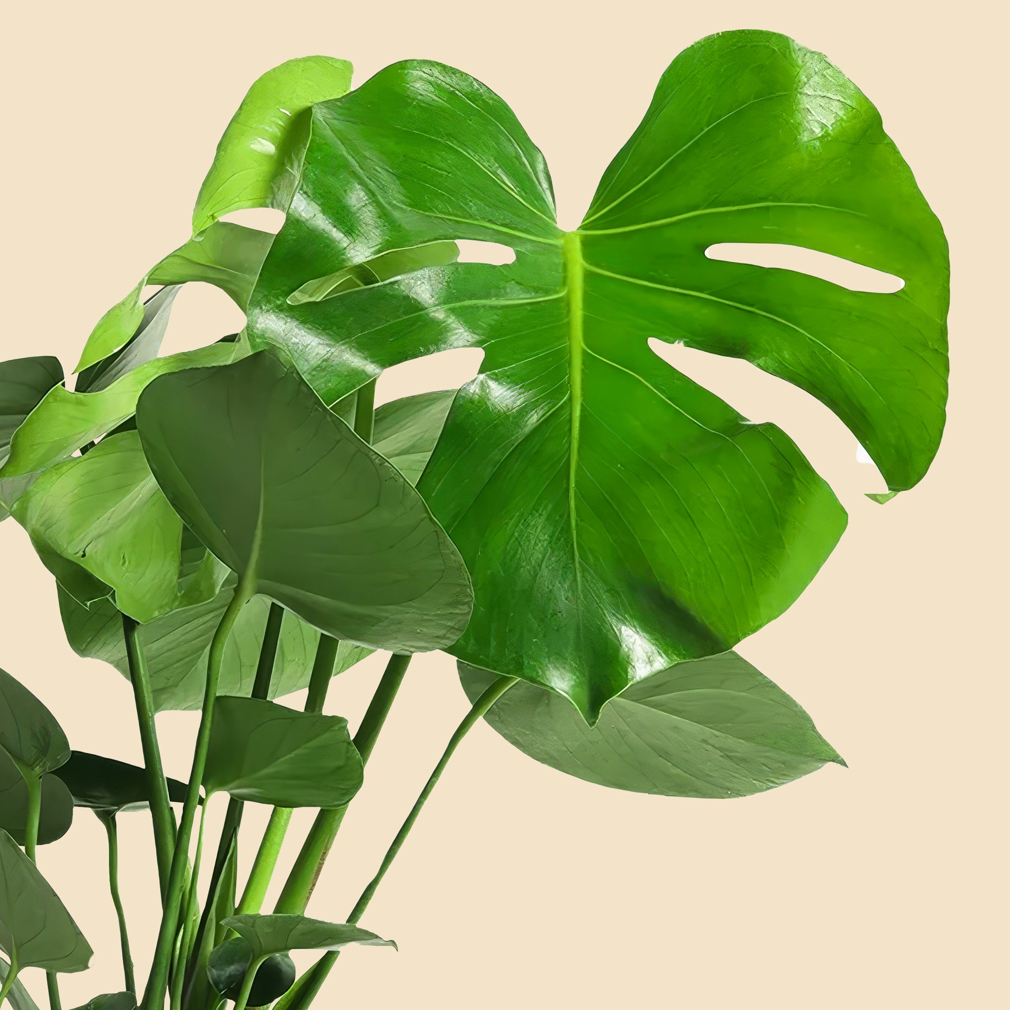 Monstera Deve Tabanı Çiçeği 30-40 cm