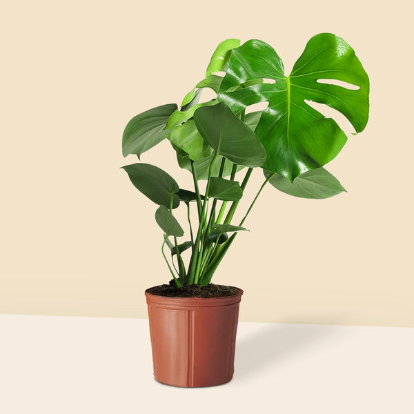Monstera Deve Tabanı Çiçeği 30-40 cm