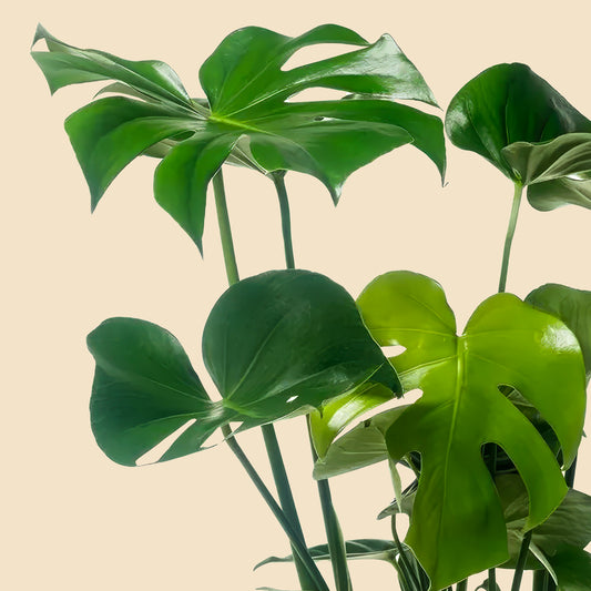 İri Yapraklı Deve Tabanı Çiçeği  (Monstera Deliciosa) XL
