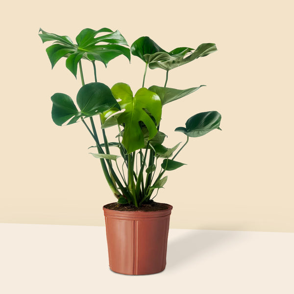 İri Yapraklı Deve Tabanı Çiçeği  Monstera Deliciosa XL