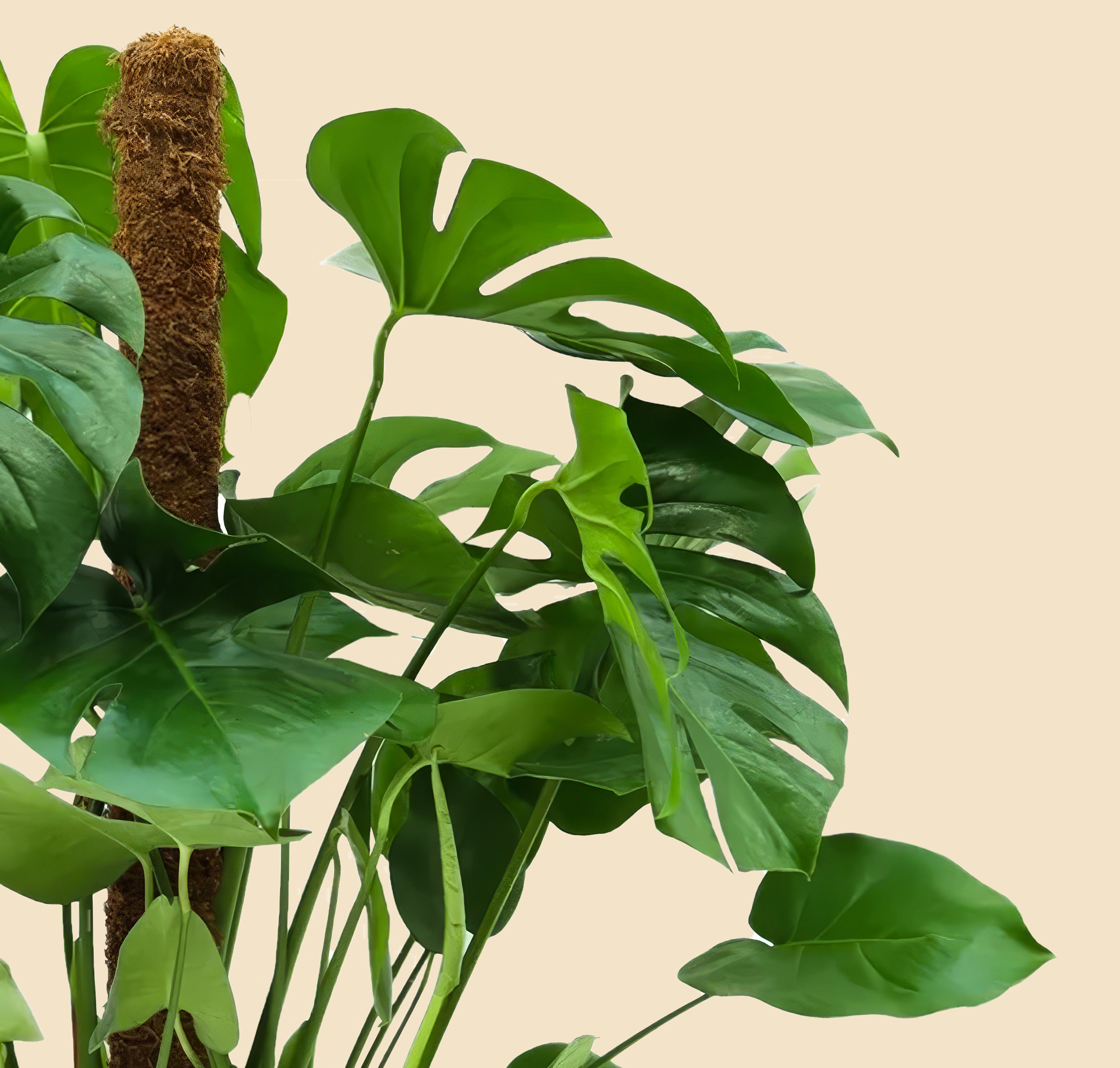 Monstera Deve Tabanı Çiçeği 80-90 cm Yosun Çubuklu