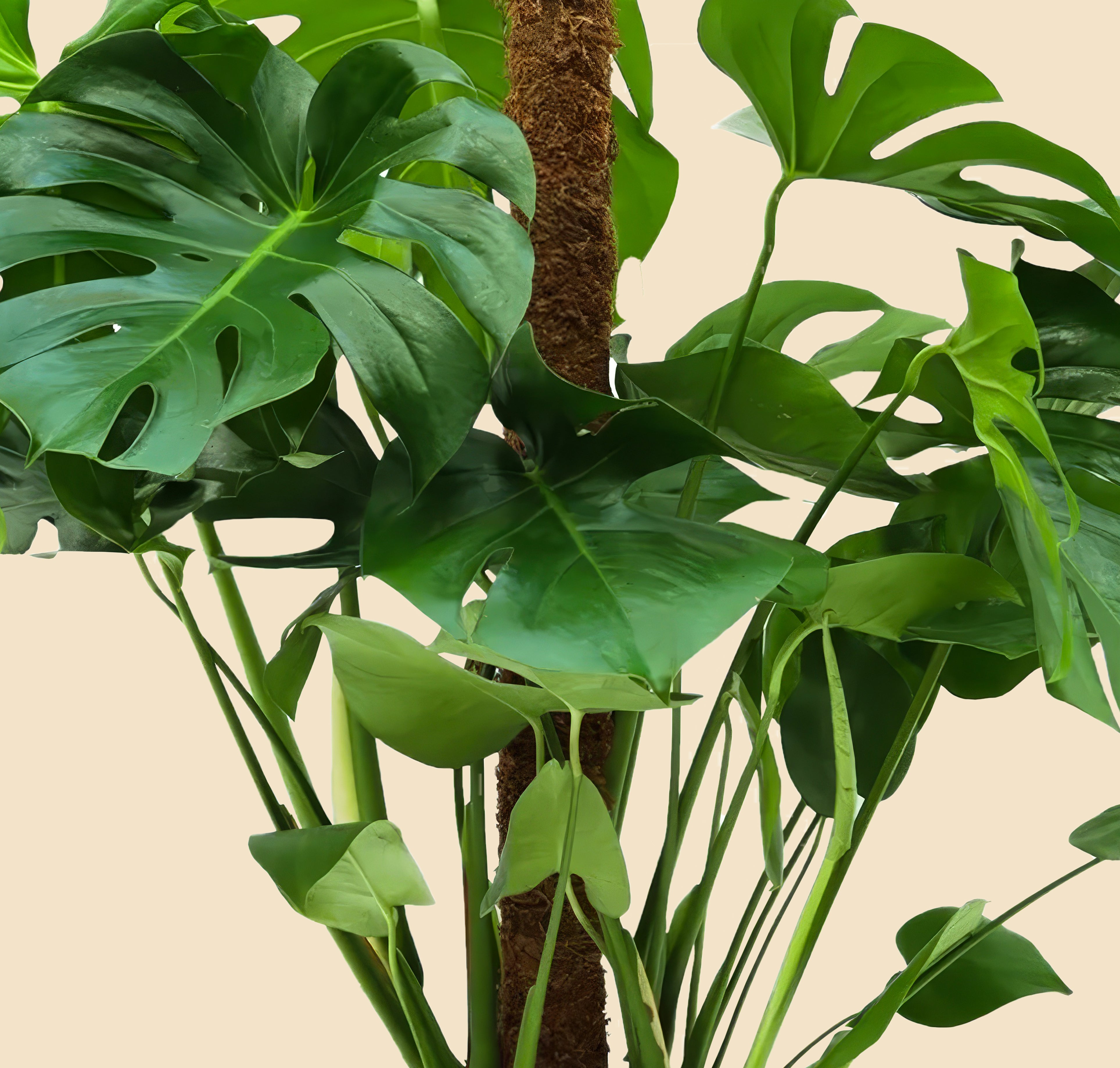 Monstera Deve Tabanı Çiçeği 80-90 cm Yosun Çubuklu