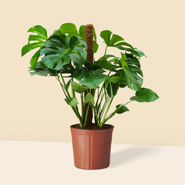 Monstera Deve Tabanı Çiçeği 80-90 cm Yosun Çubuklu