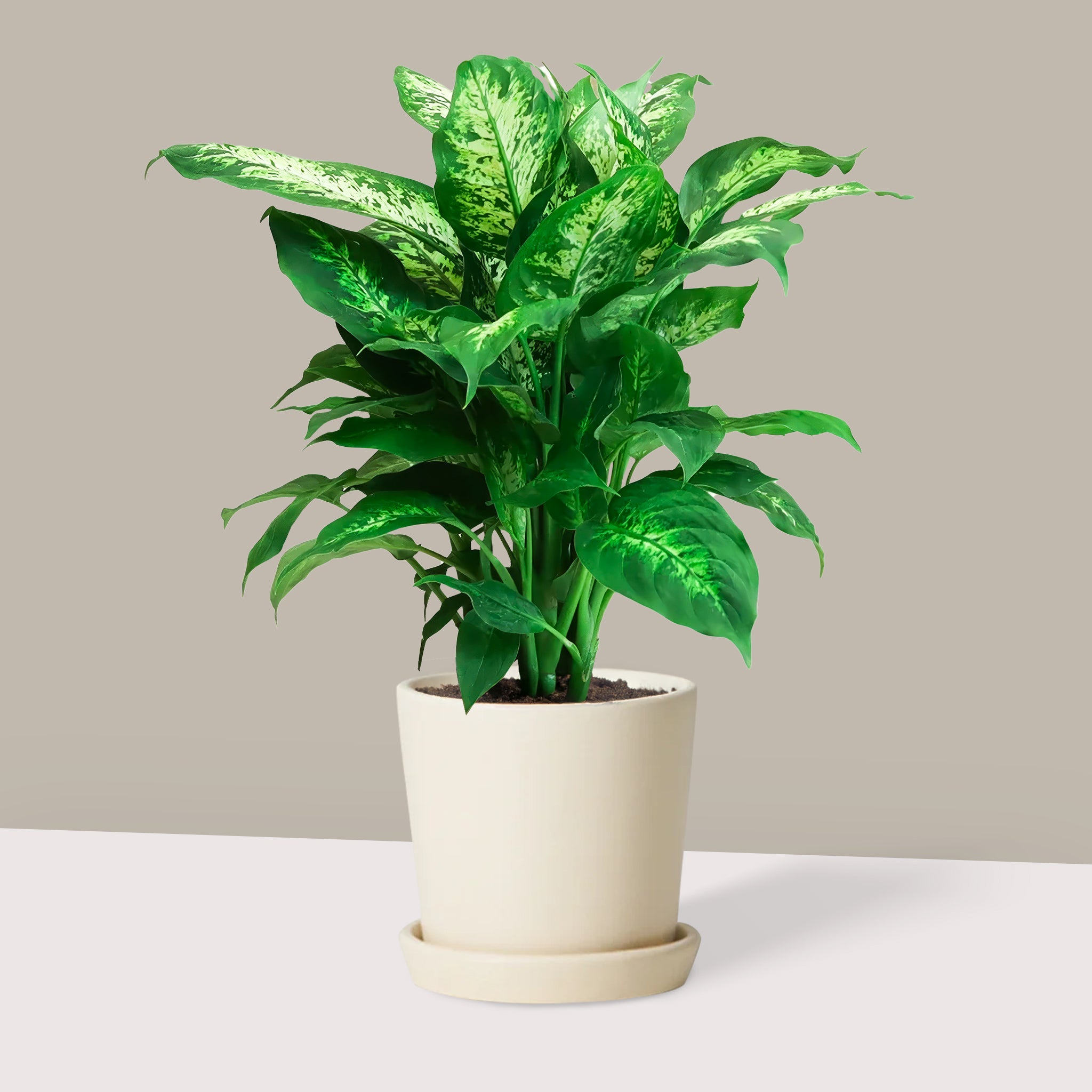 Difenbahçe Ağlayan Çiçek Alacalı