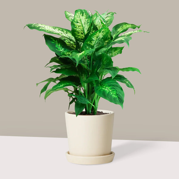 Difenbahçe Ağlayan Çiçek Alacalı