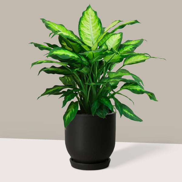 Difenbahya Difenbahçe Ağlayan Çiçek Alacalı